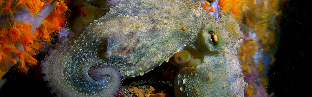Le meraviglie del mare
