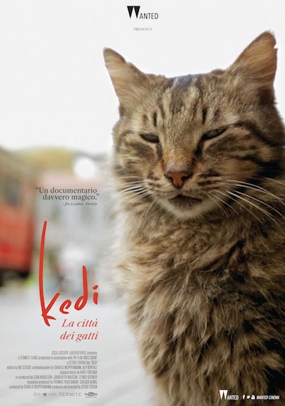 Kedi – La città dei gatti