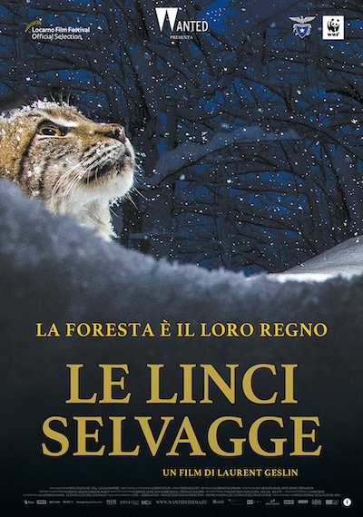 Le linci selvagge